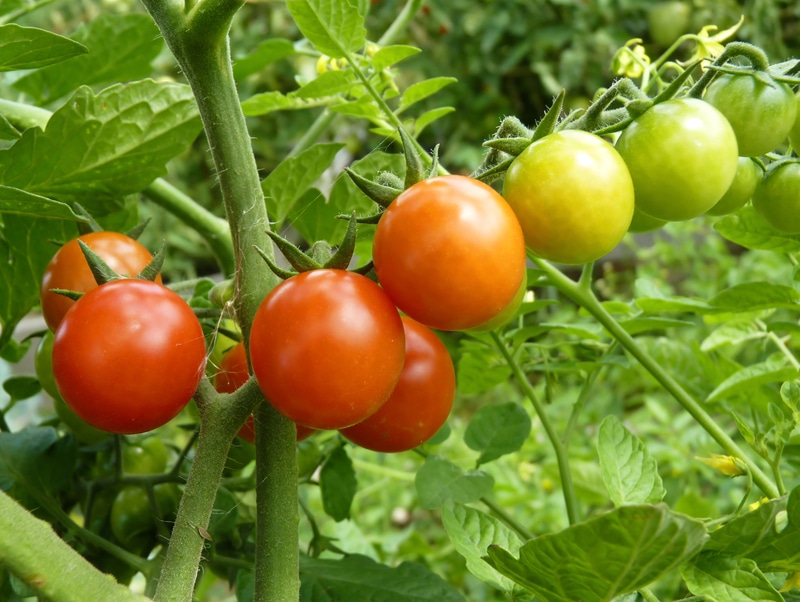 Should You Grow Tomatoes in Pots to Protect Them