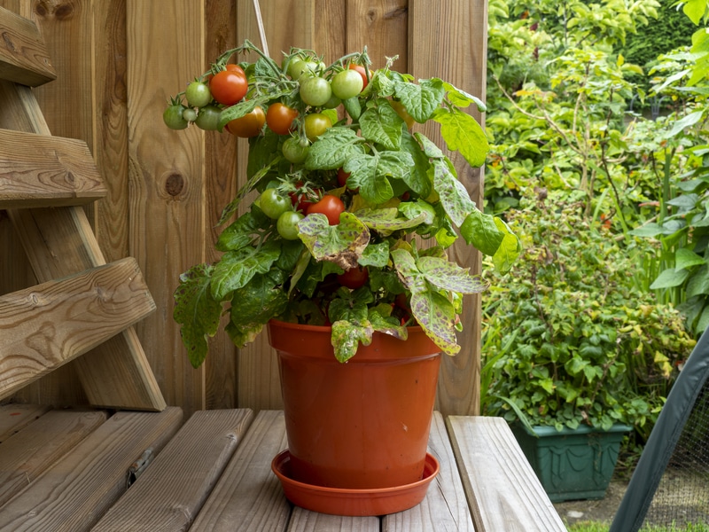 What Can I Spray on My Tomato Plants to Keep Bugs Away