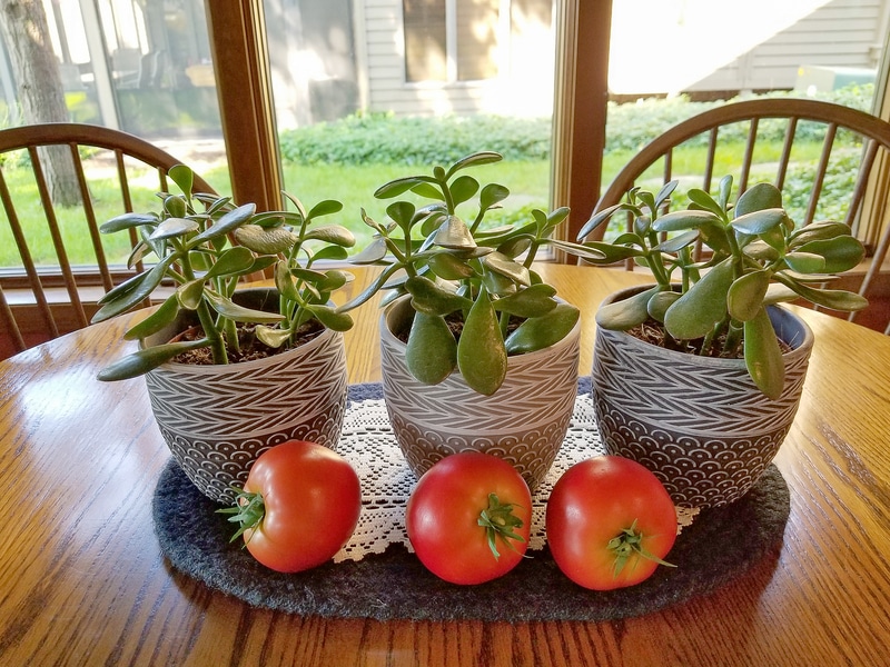 What Eats Holes in Tomato Plants